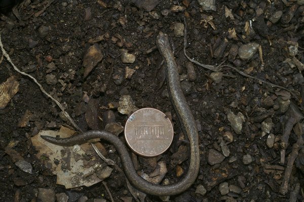 Pipedrive ou hubspot : quelle plateforme crm est faite pour vous ?